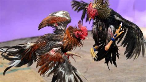 sabong cockfighting|Sabong WorldWide .